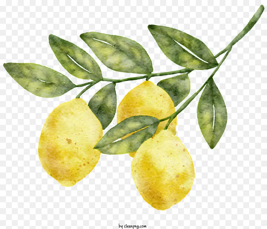 Limões，Folhas Verdes PNG