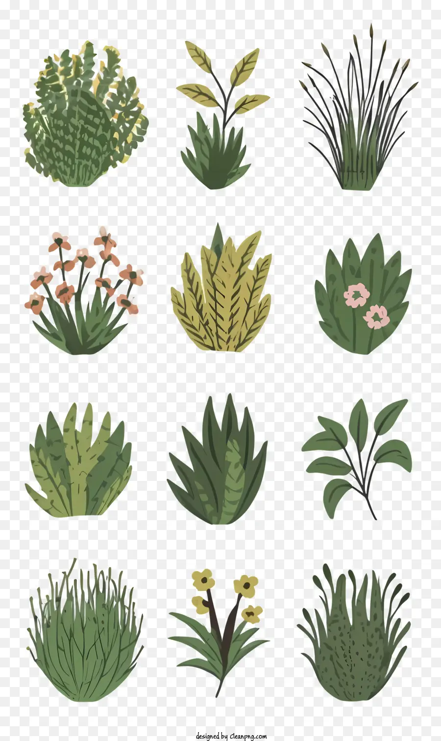 Plantas Verdes，Samambaias PNG