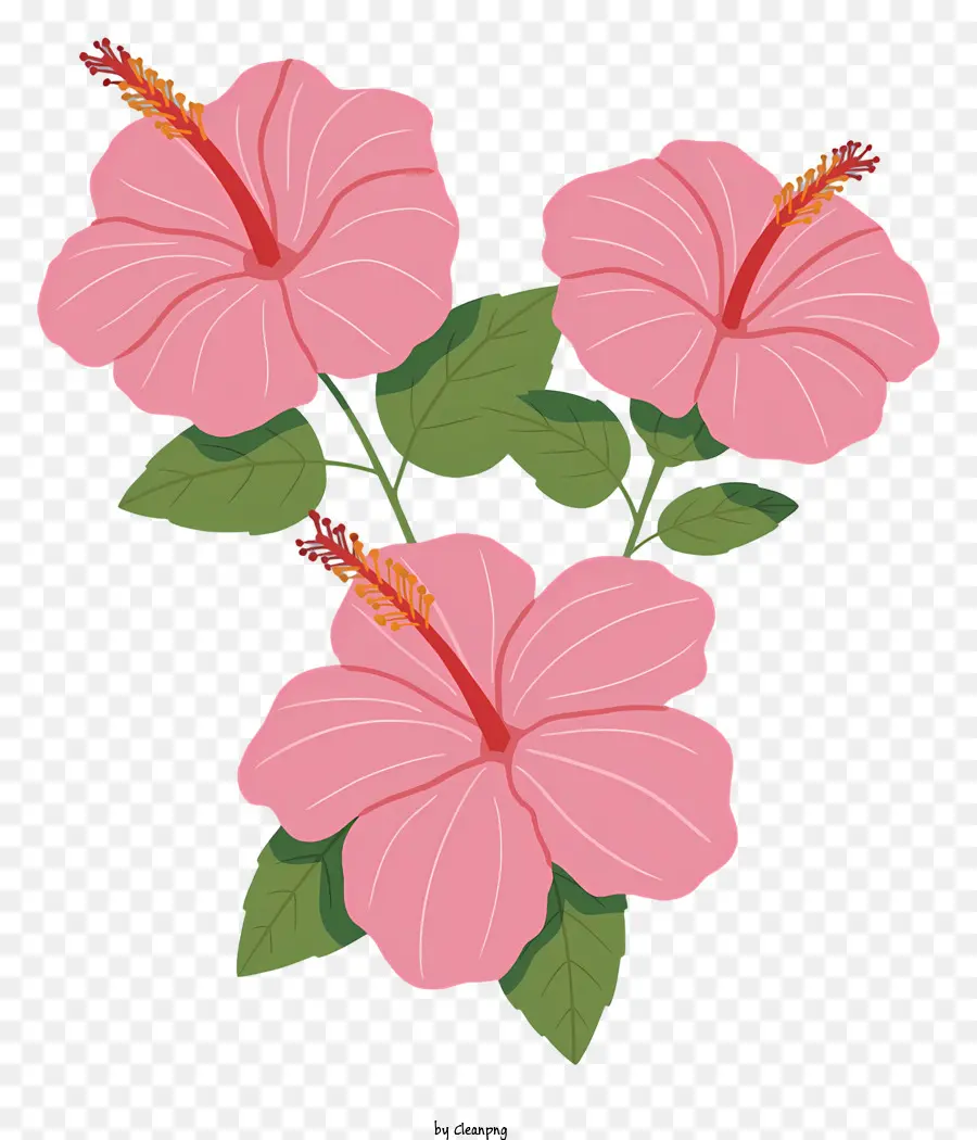 Flores De Hibisco Rosa，Heartshaped Pétalas PNG