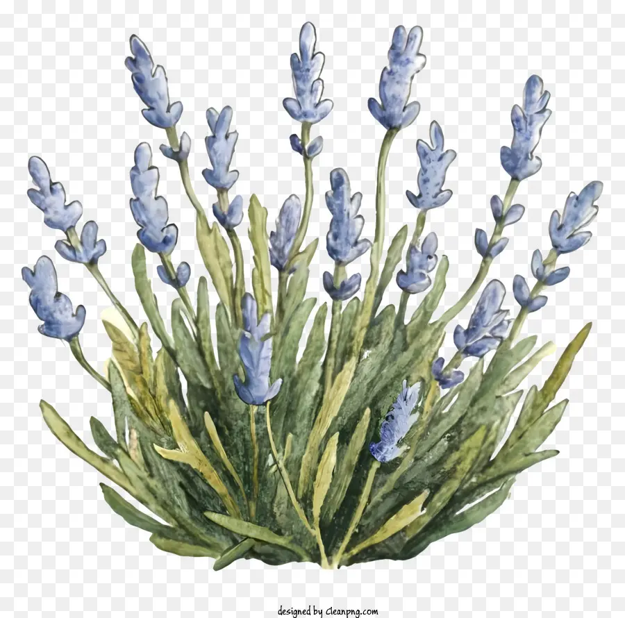 Buquê De Lavanda，Lavanda PNG