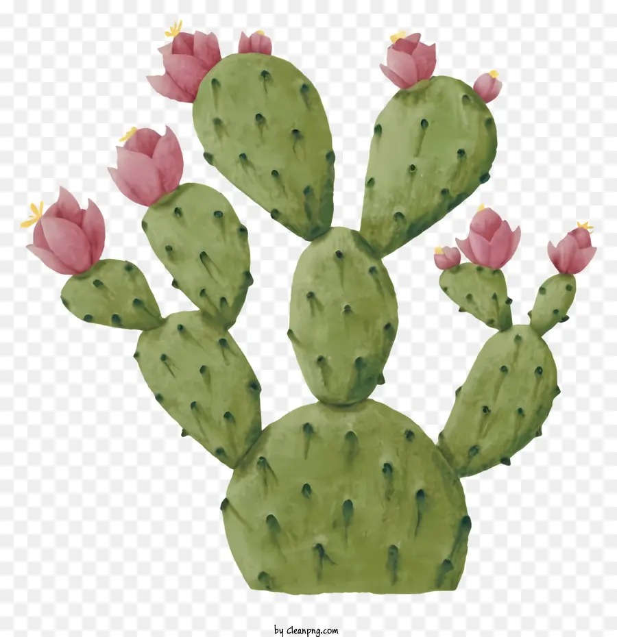 Cactus，Flores Cor De Rosa PNG