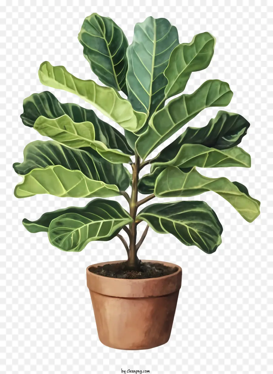 Fern Plant，Pote PNG