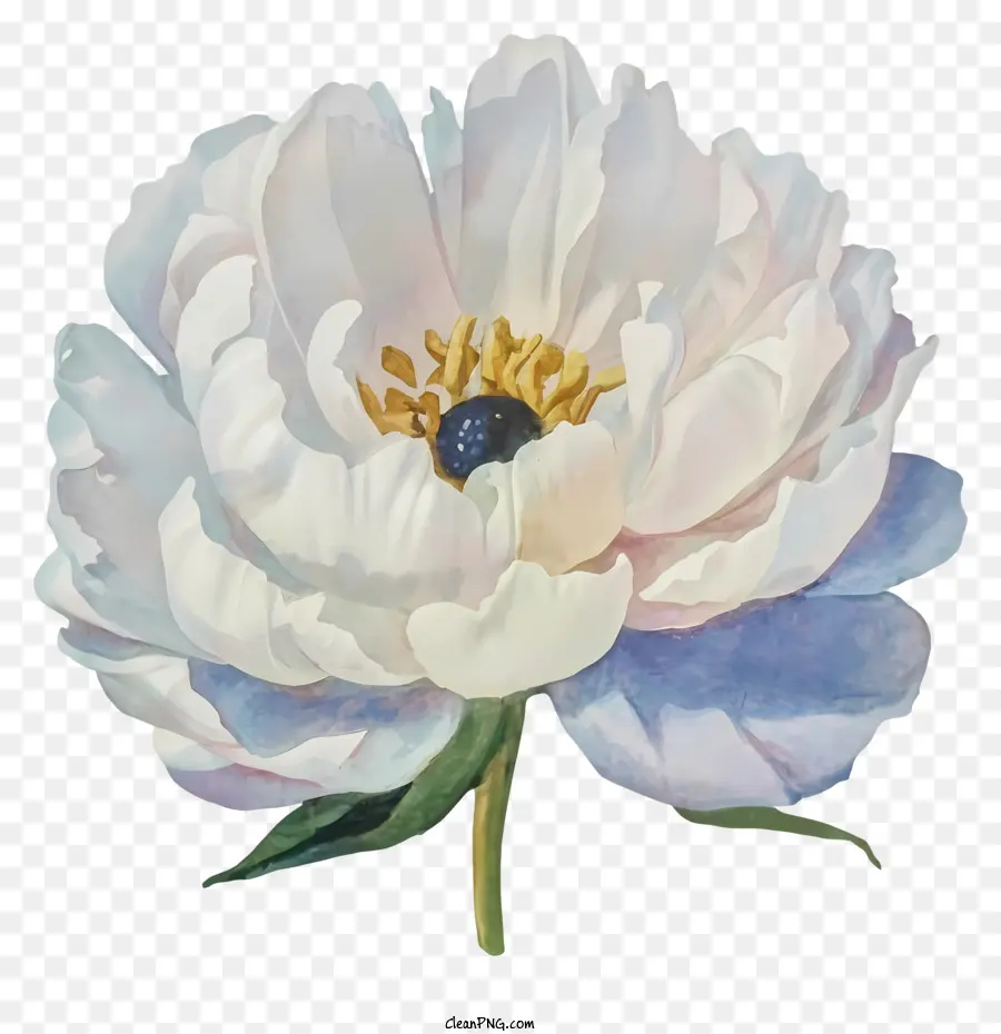 Pintura，Flor Branca E Azul PNG