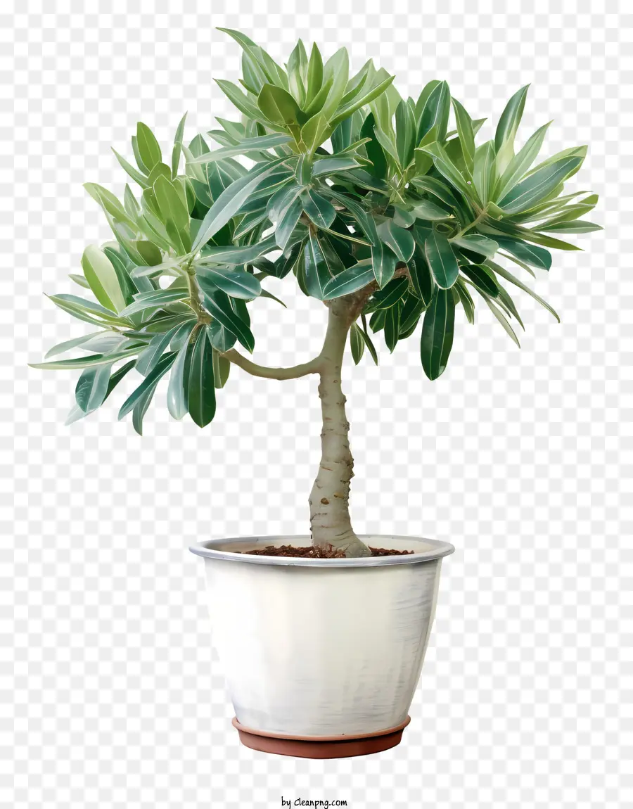 Uma árvore Bonsai，árvore De Cal PNG