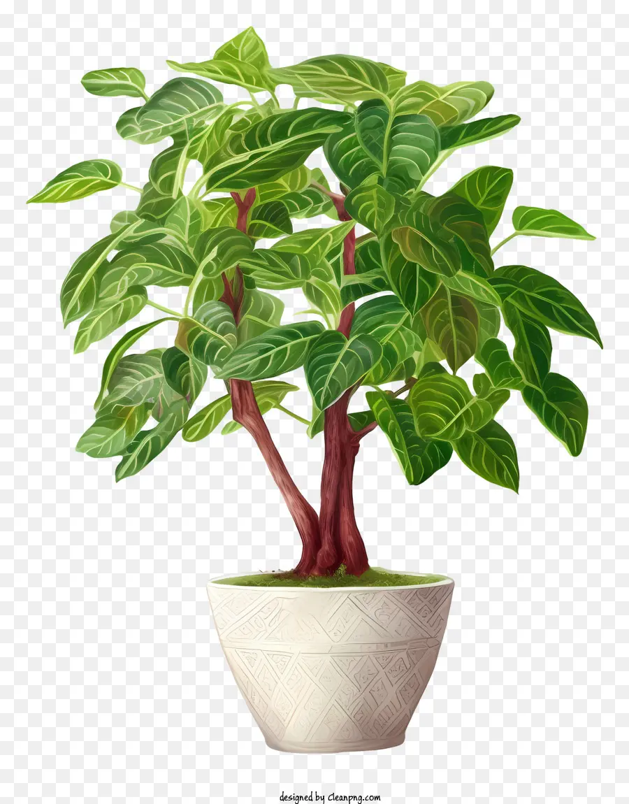 Planta De Bonsai，Bonsai Verde PNG