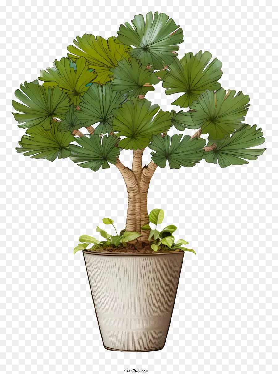 Pote De Cerâmica，árvore De Bambu PNG