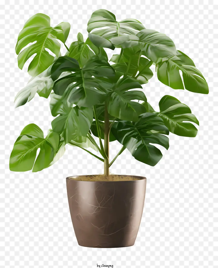 Planta Monstera，Planta Verde PNG
