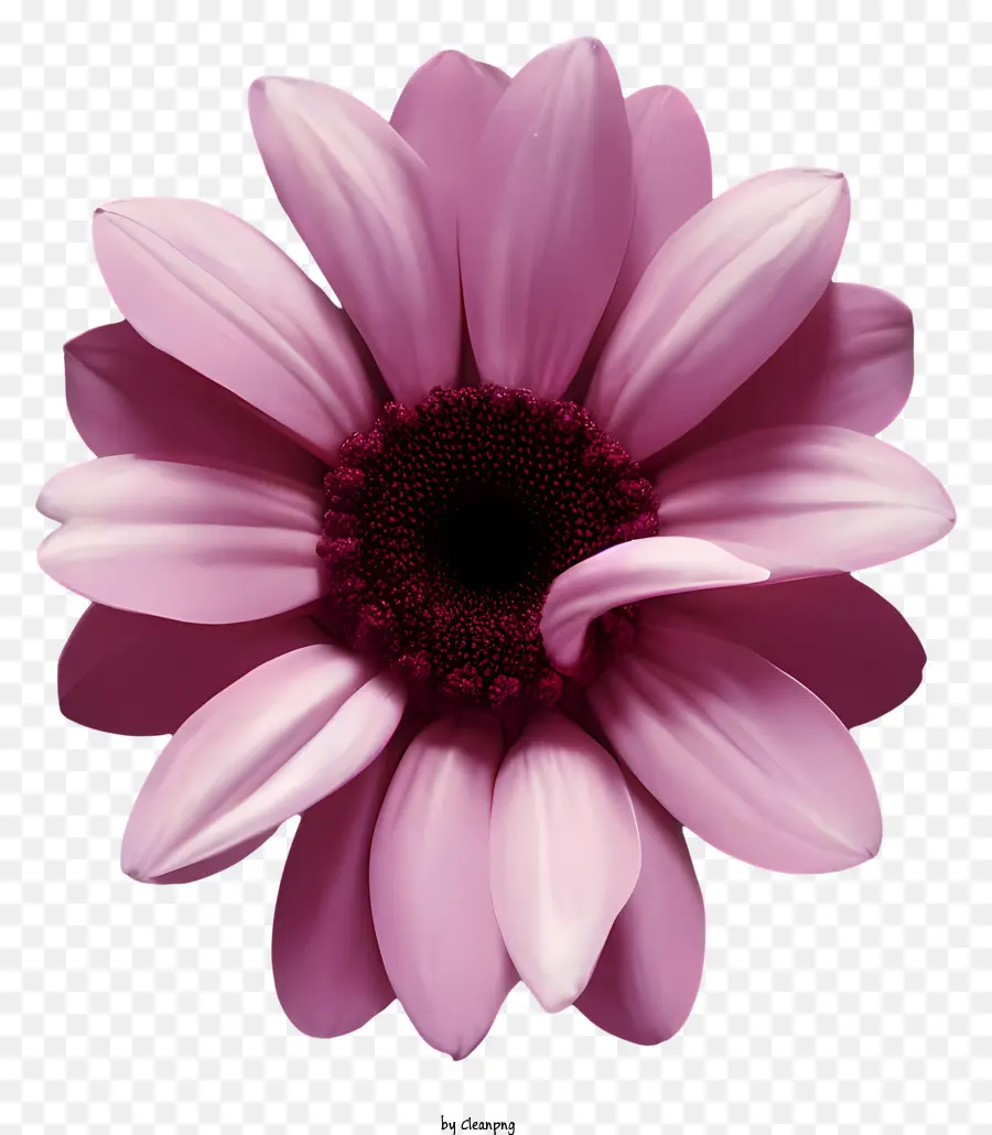 Flor Rosa，Black Background PNG