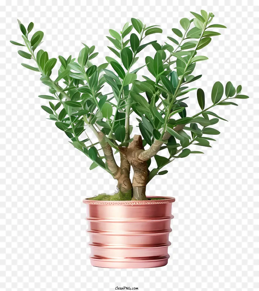 Pequena Planta Em Vasos，Folhas Verdes Escuras PNG