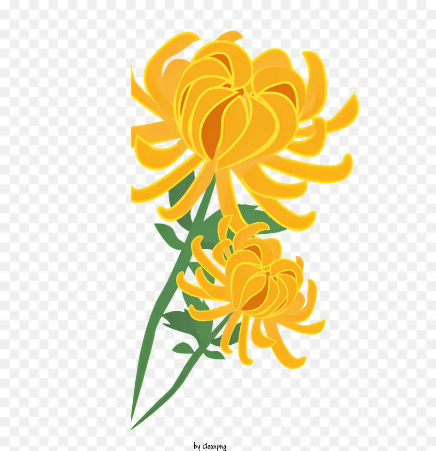 Crisântemo Amarelo，Chrysanthemum Completo PNG