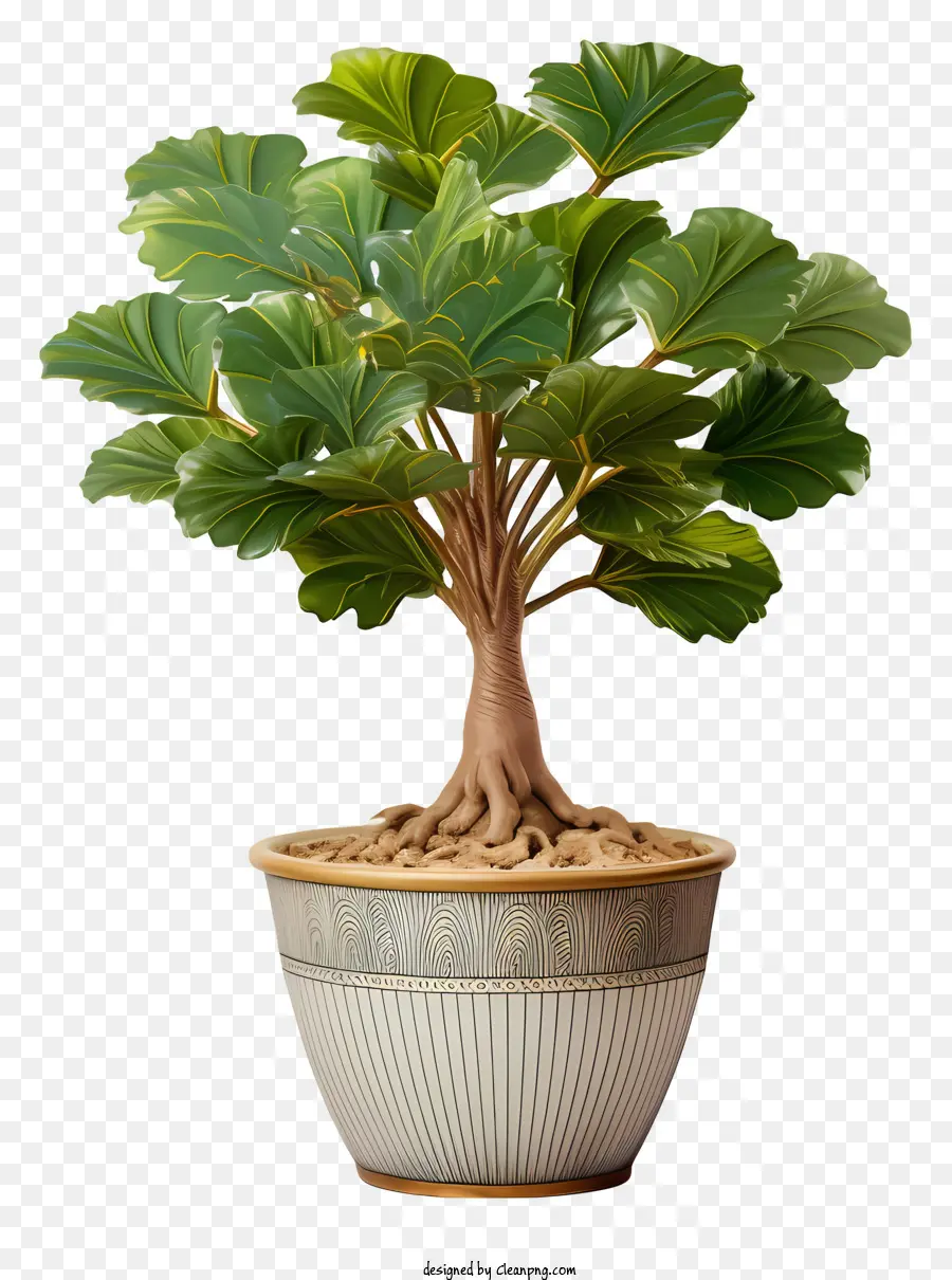 Uma árvore Bonsai，Pequena Planta PNG