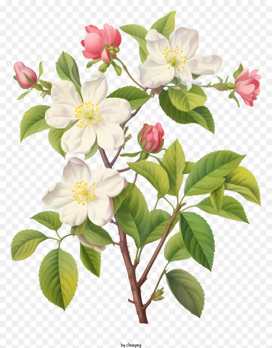 Apple Floresce，Plena Floração PNG