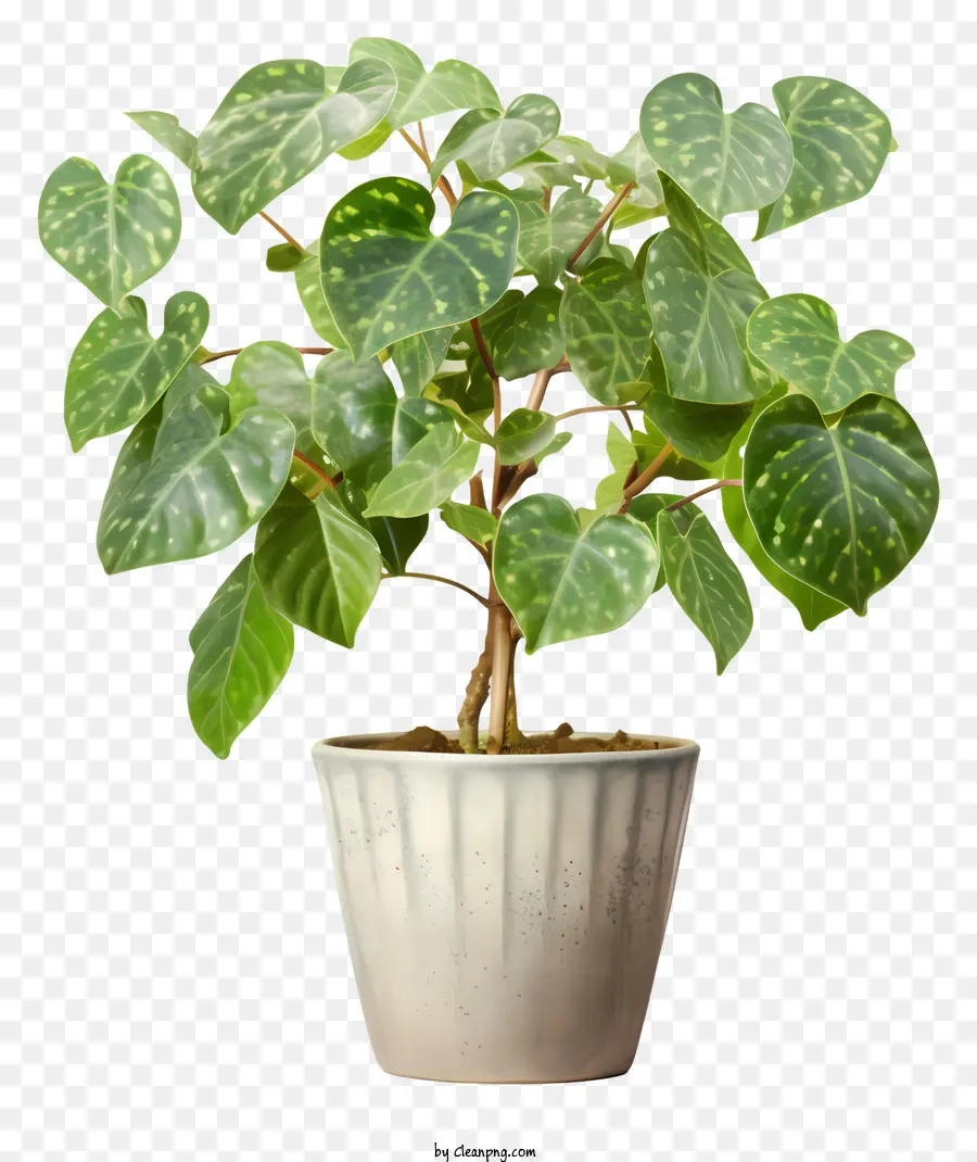 Planta De Vaso，Grandes Folhas De Cor Verde PNG