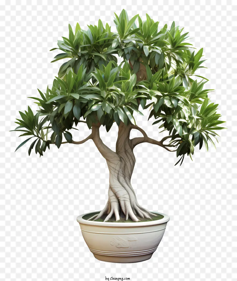 Uma árvore Bonsai，Branco Pote PNG