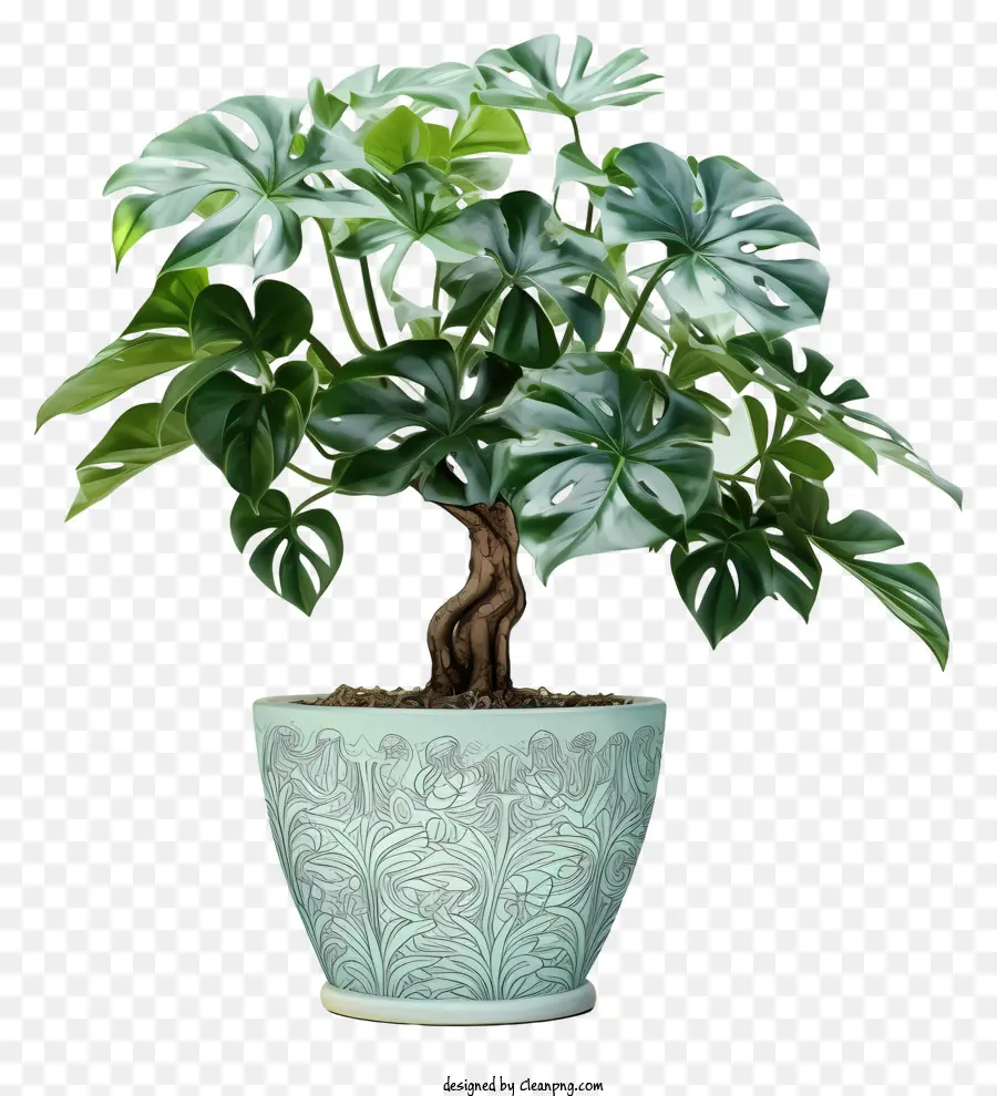 Fern Plant，Verde Pote PNG