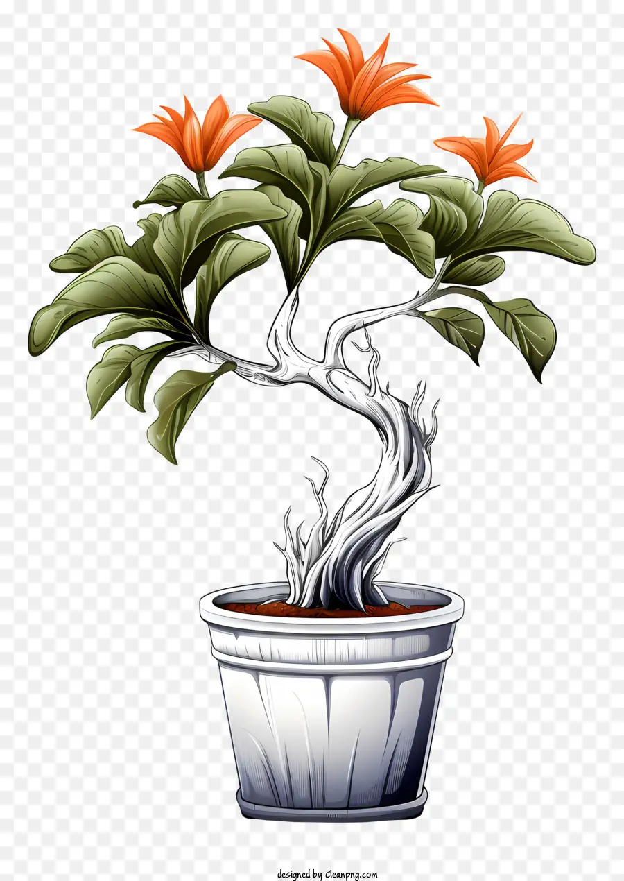 Planta De Bonsai，Branco Pote PNG