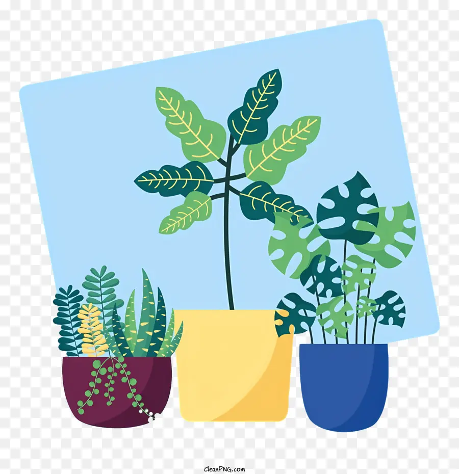 Plantas Em Vasos，Grupo De Plantas PNG