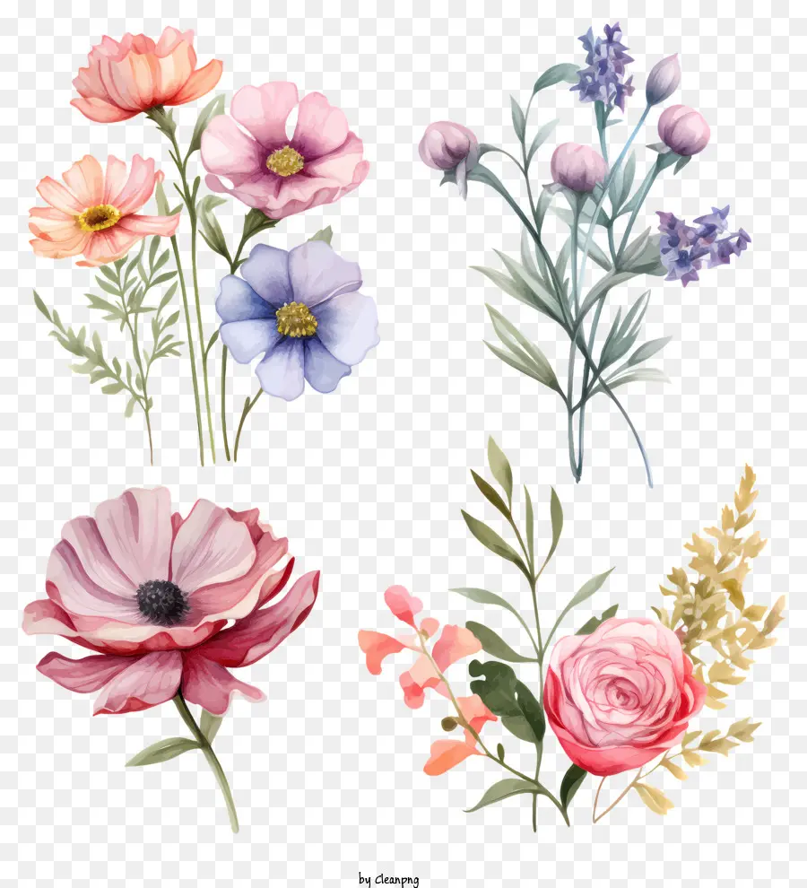 Flores，Cravos PNG