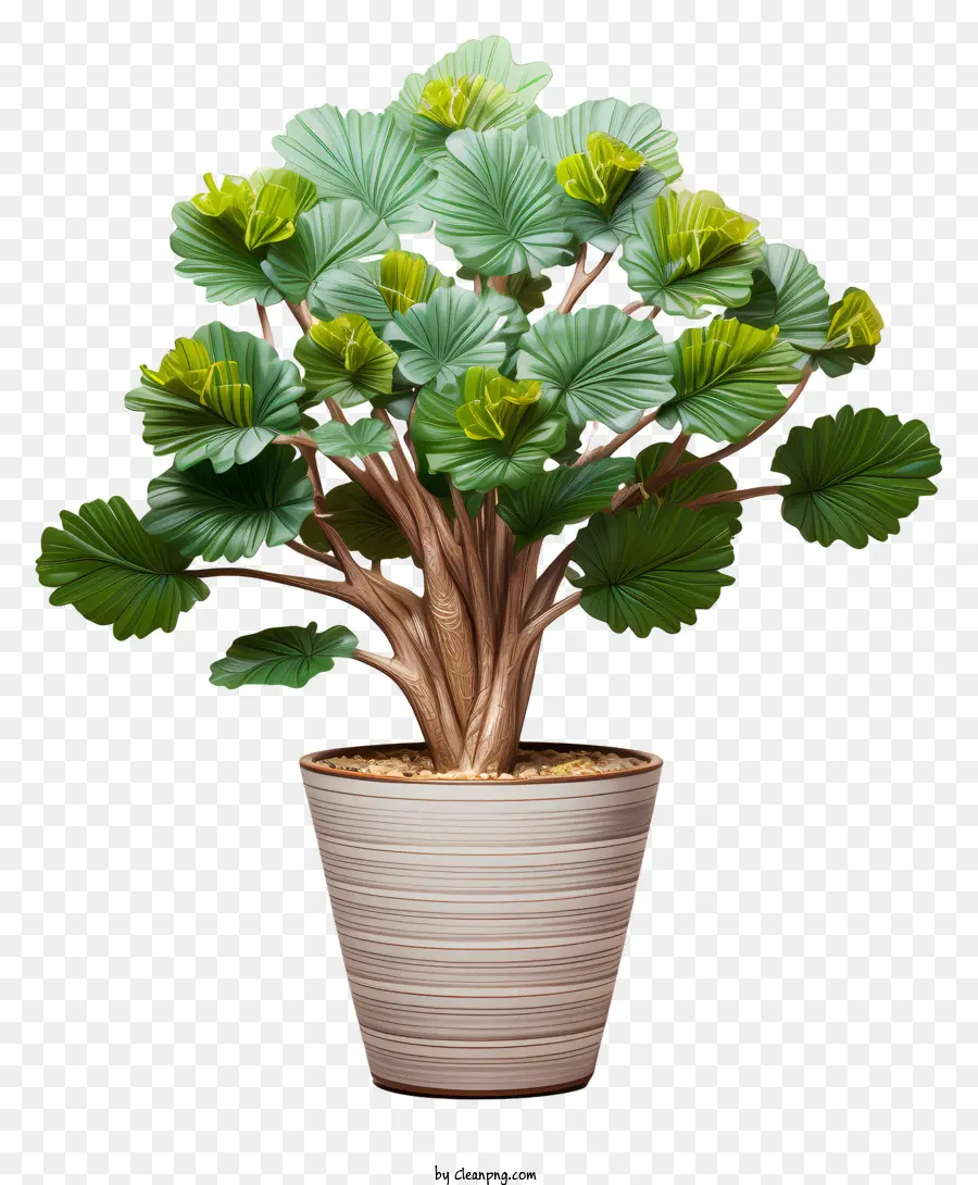 Planta Em Vaso，Folhas PNG