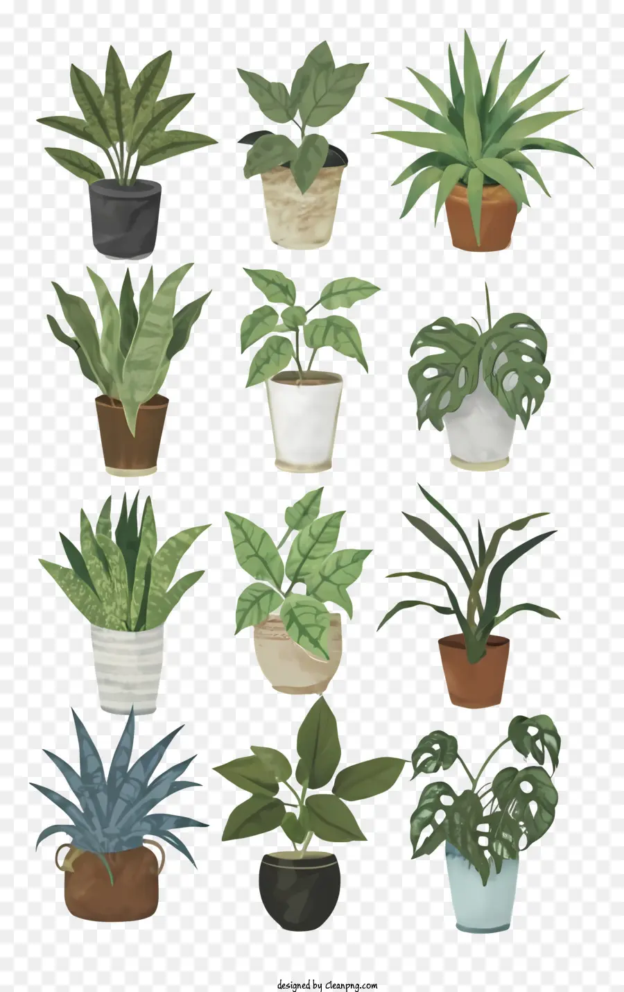 Vasos De Plantas，Vários Tipos De Plantas PNG