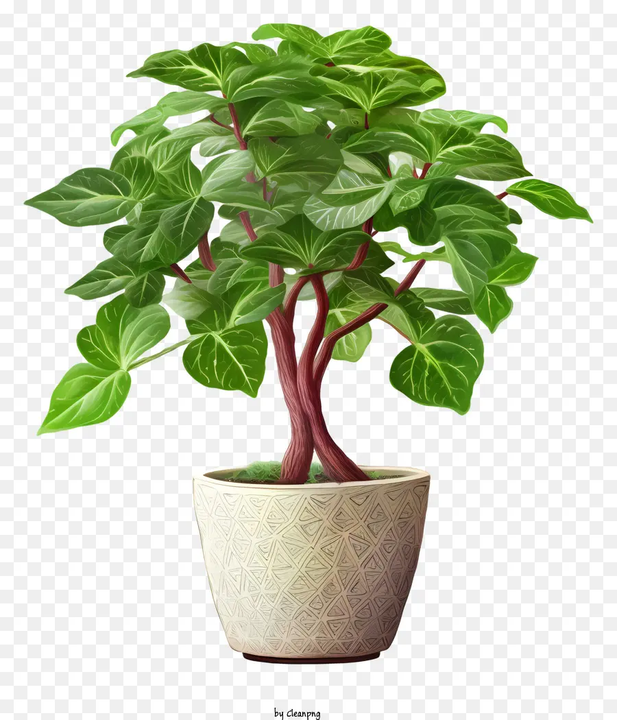Planta Em Vaso，Folhas Verdes PNG