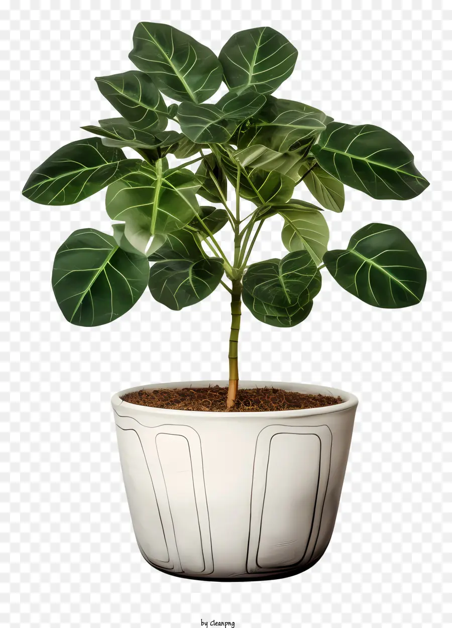 Planta Em Vaso，Folhas Verdes PNG