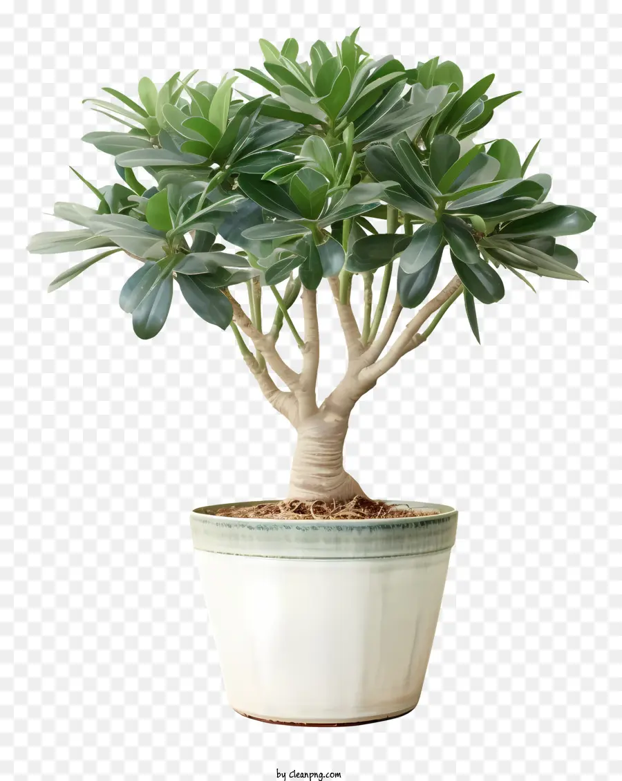 Uma árvore Bonsai，Branco Pote PNG