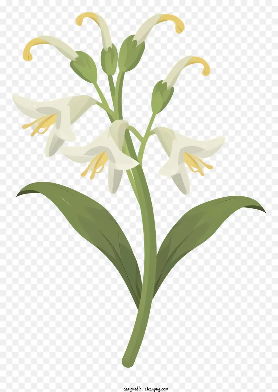 Flores Brancas，Flores Redondas PNG