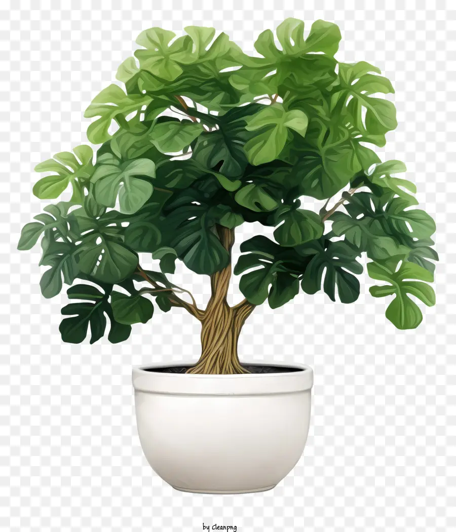 Uma árvore Bonsai，Bonsai Frondoso PNG