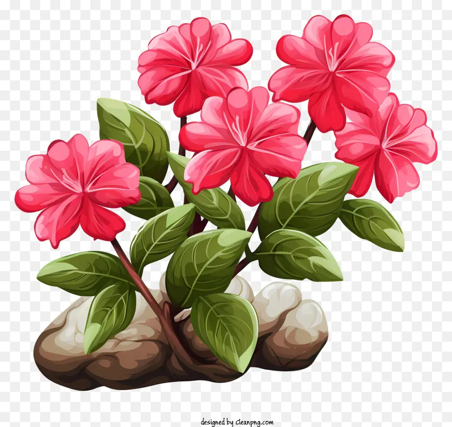 Planta De Floração Rosa，Folhas Verdes PNG