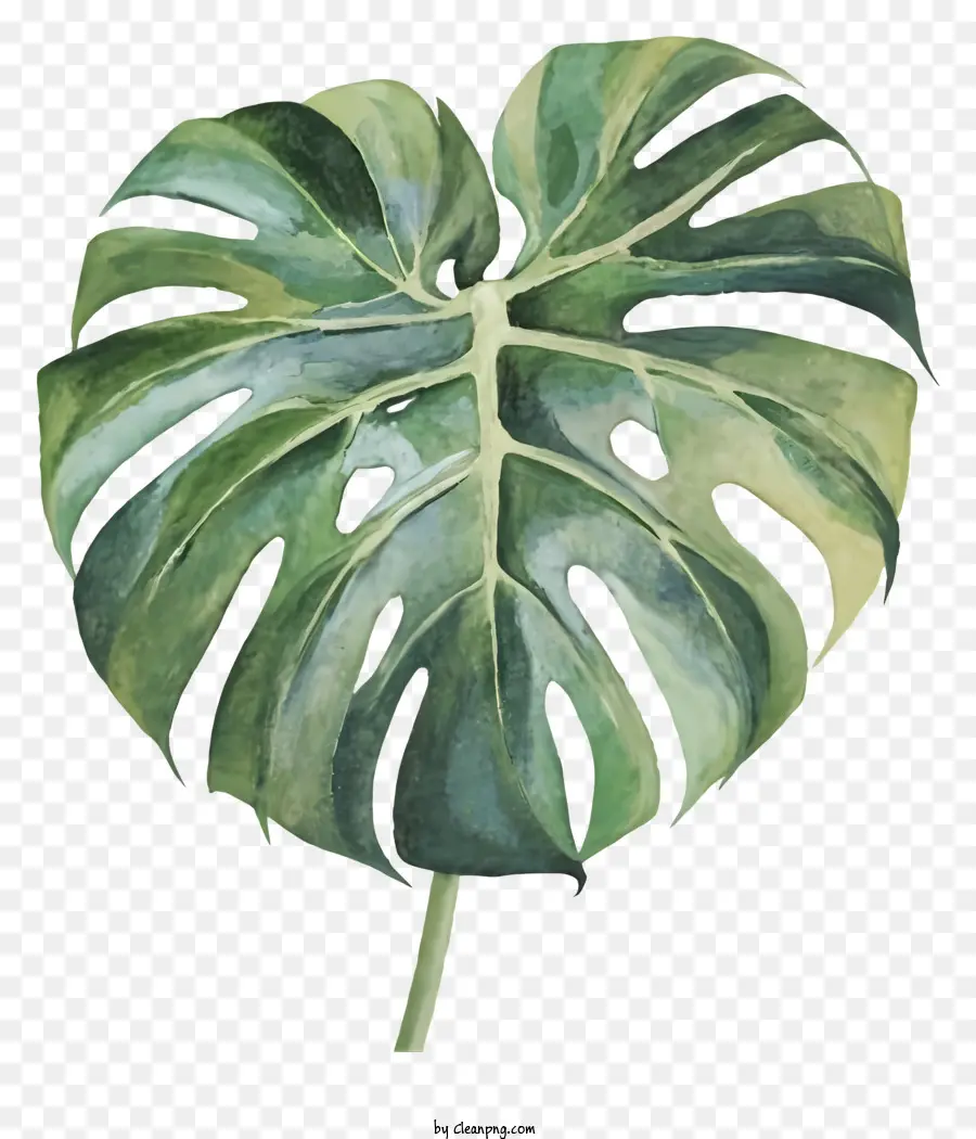 Folha Verde，Planta Monstro PNG