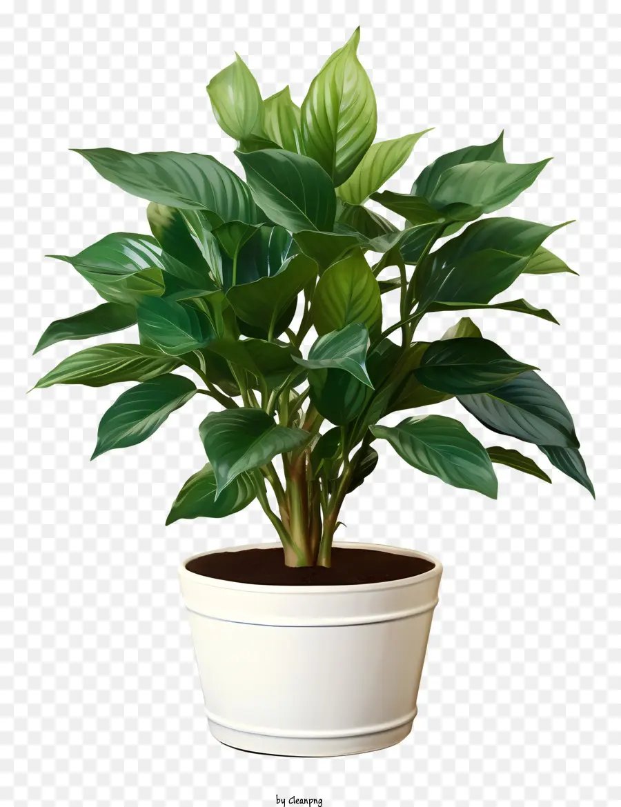 Grande Planta Em Vasos，Folhas Verdes PNG
