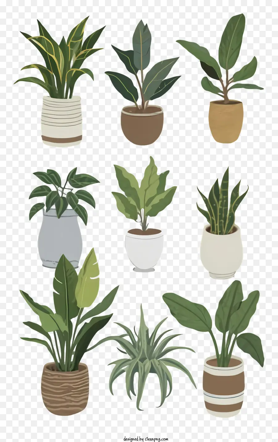 Vasos De Plantas，Planta Aranha PNG