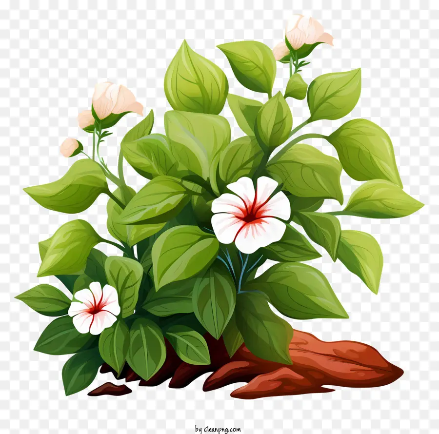 Planta，Flores Brancas PNG