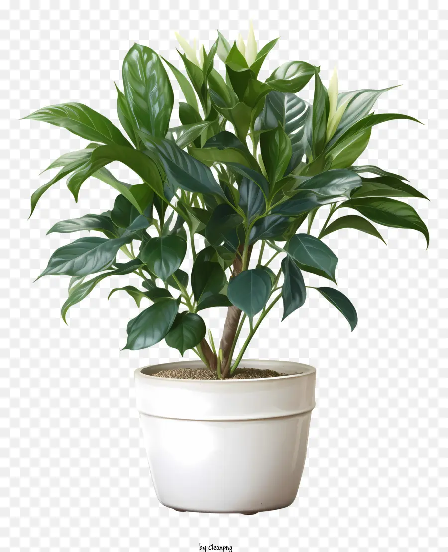 Planta Em Vaso Branco，Folhas Verdes PNG