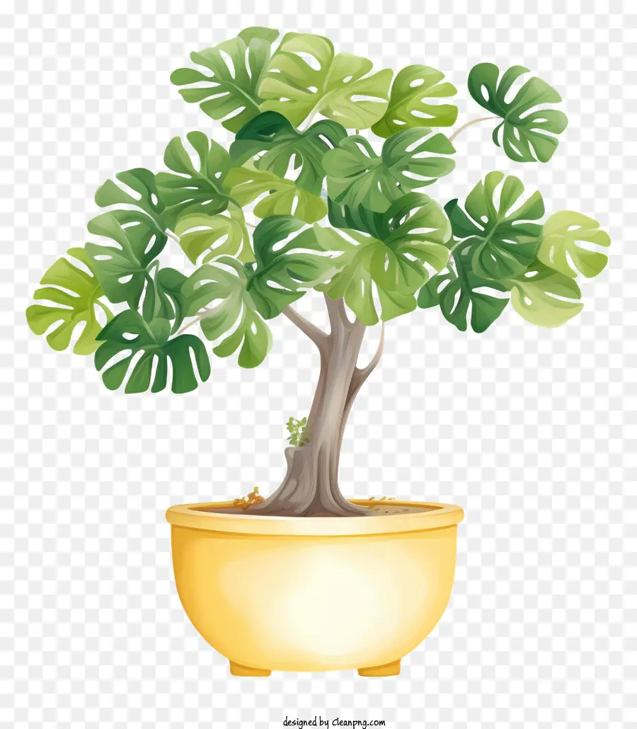 Uma árvore Bonsai，Pote Amarelo PNG
