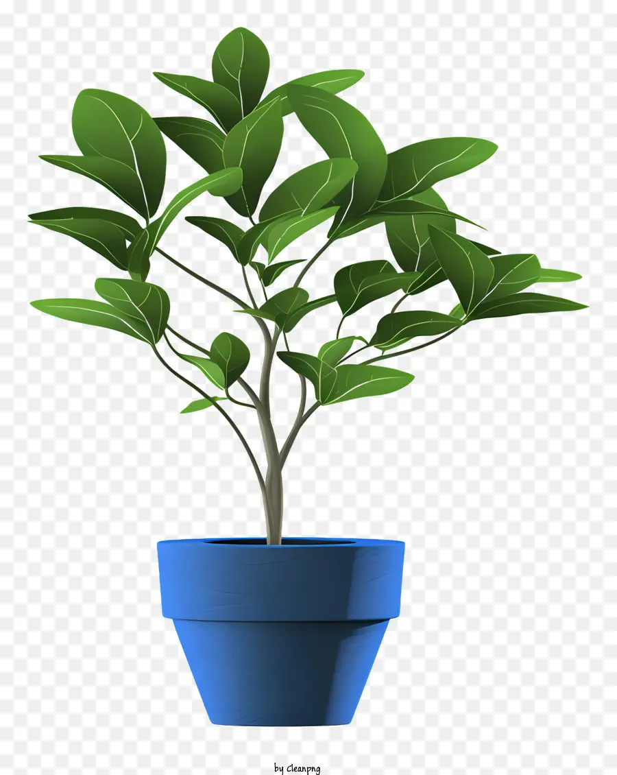 Um Vaso De Planta，Folhas Verdes PNG