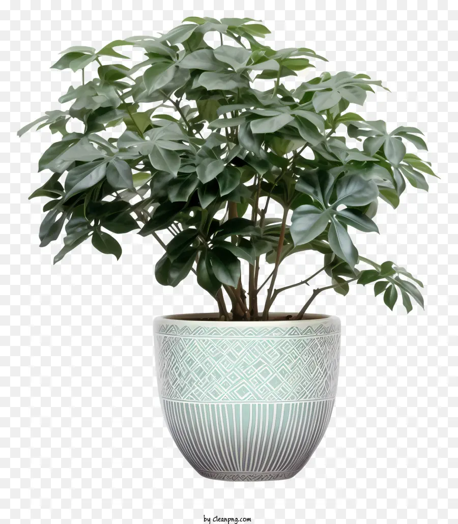 Planta Em Vaso，Verde PNG