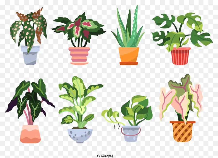 Plantas，Vasos De Plantas PNG