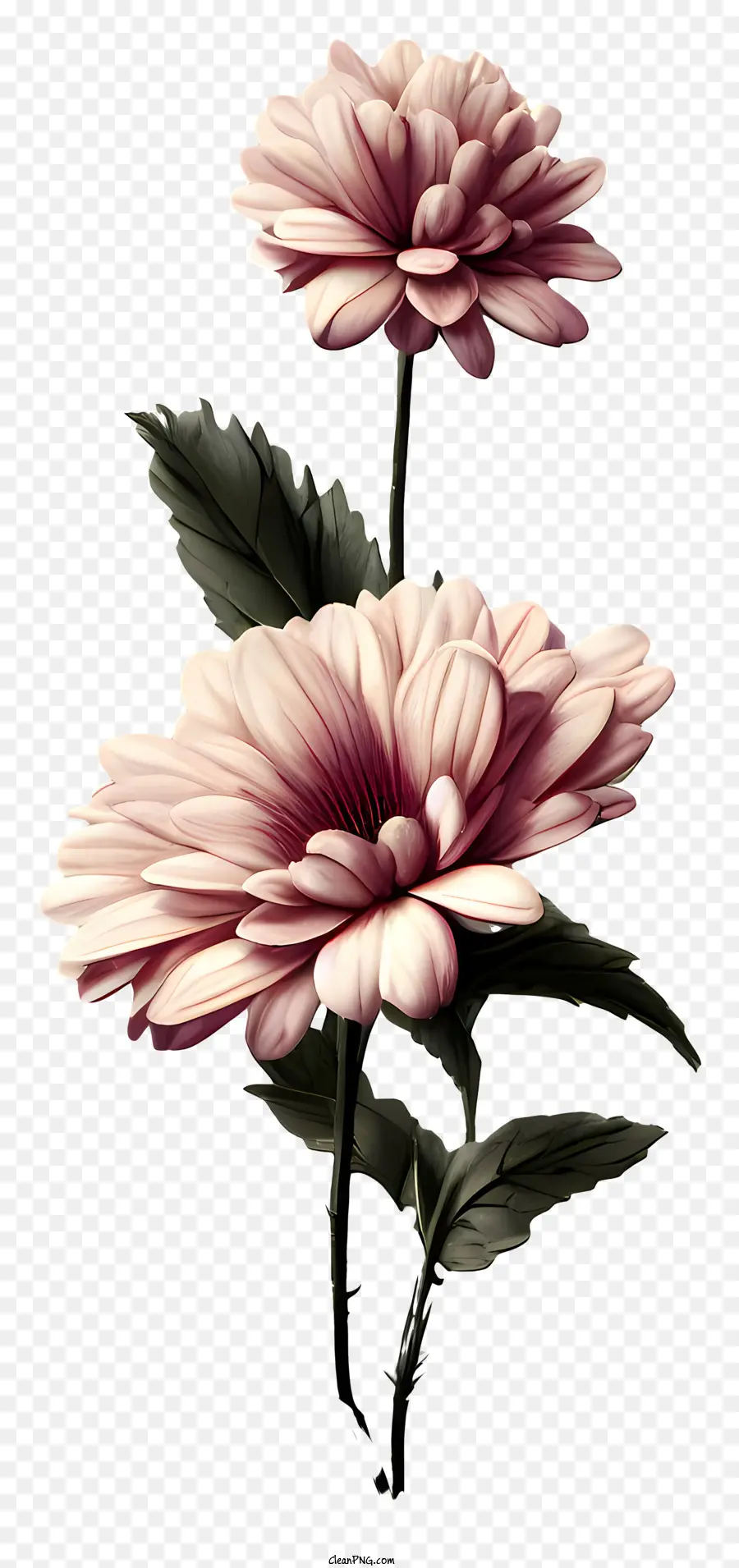 Flores Rosa，Florescer PNG