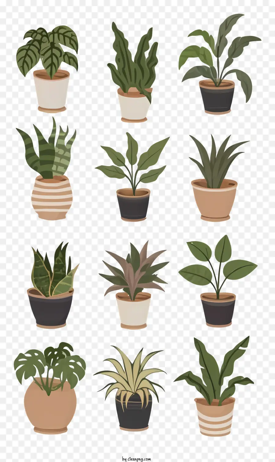 Plantas Em Vasos，Diferentes Tipos De Plantas PNG