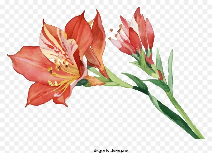 Flor Da Laranja，Pétalas Vermelhas E Brancas PNG