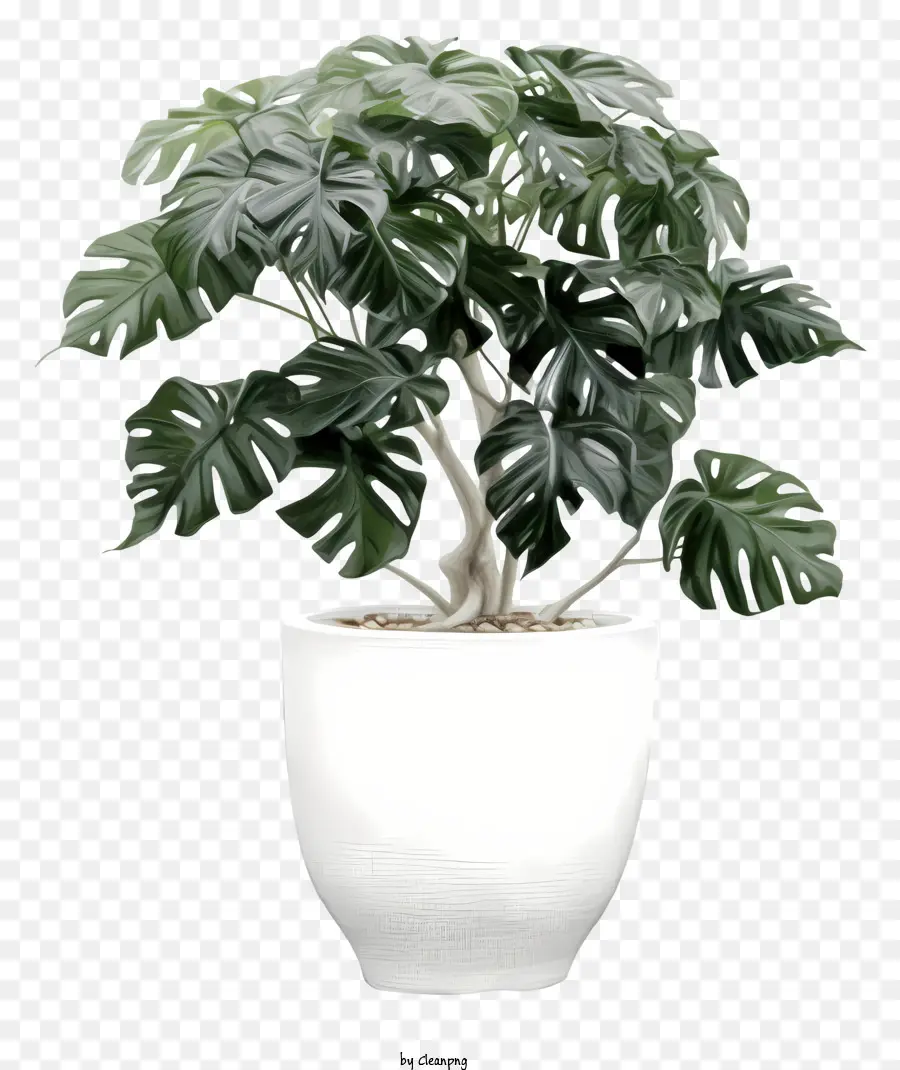 Vaso De Cerâmica Branca，Planta Frondosa PNG