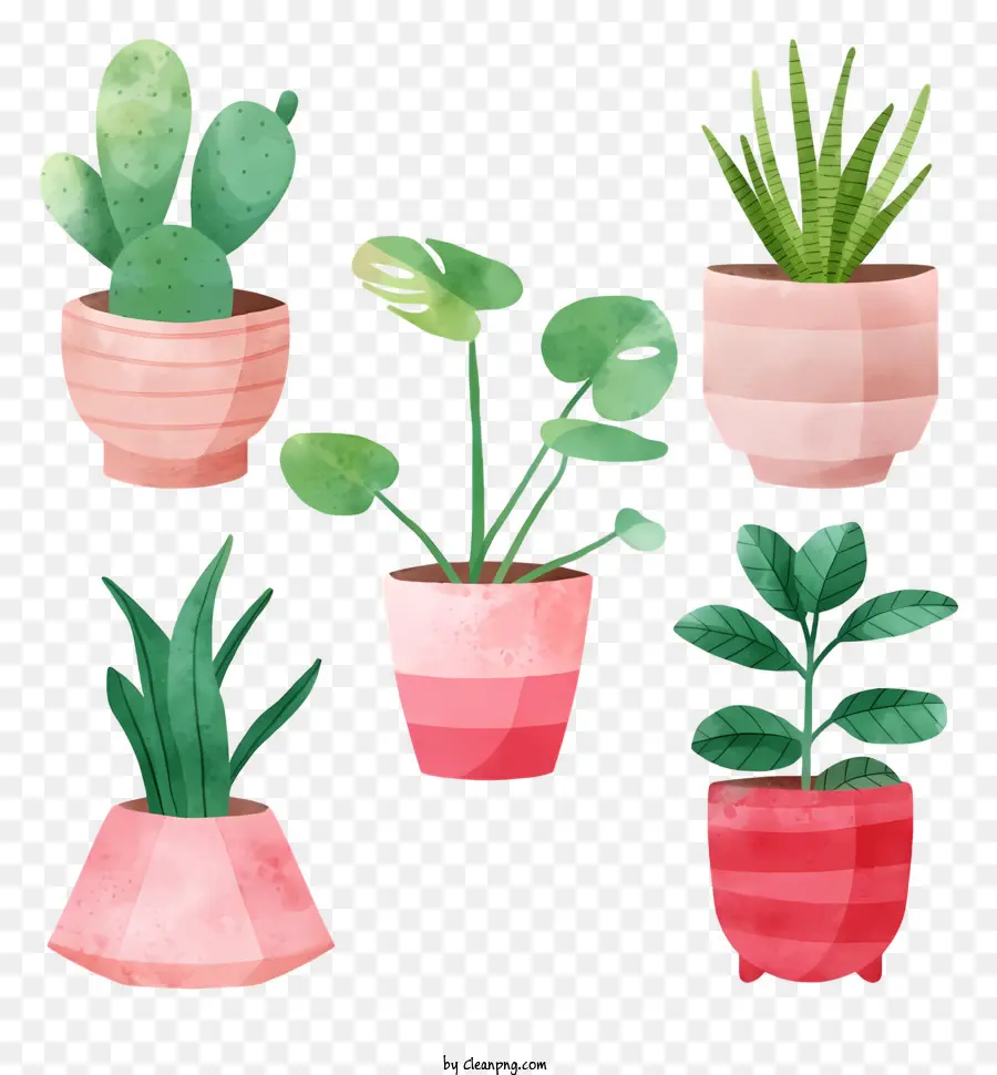 Vasos De Plantas，Cactus PNG