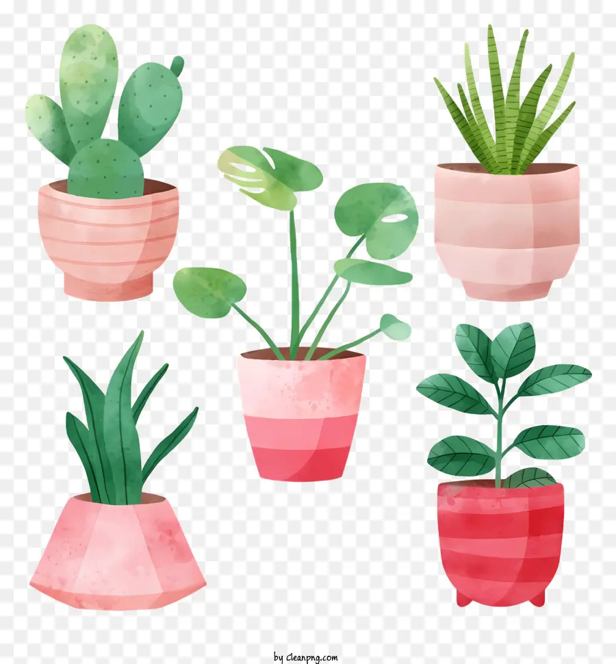 Vasos De Plantas，Vários Potes PNG