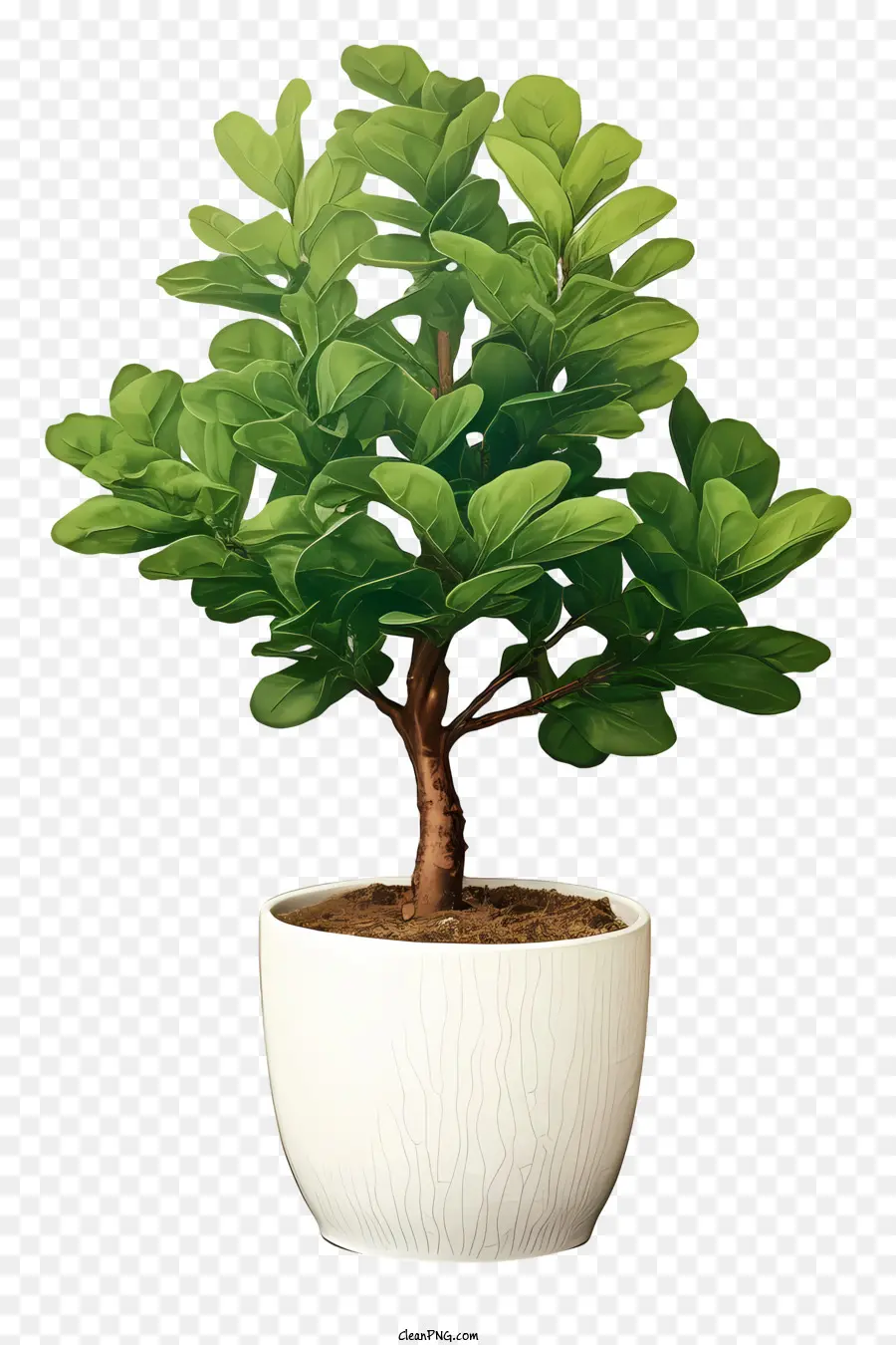 Uma árvore Bonsai，Bonsai Pequeno PNG