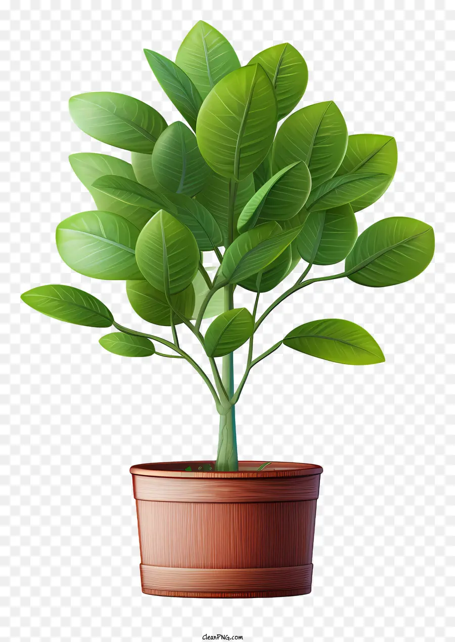 Plantar，Pote PNG