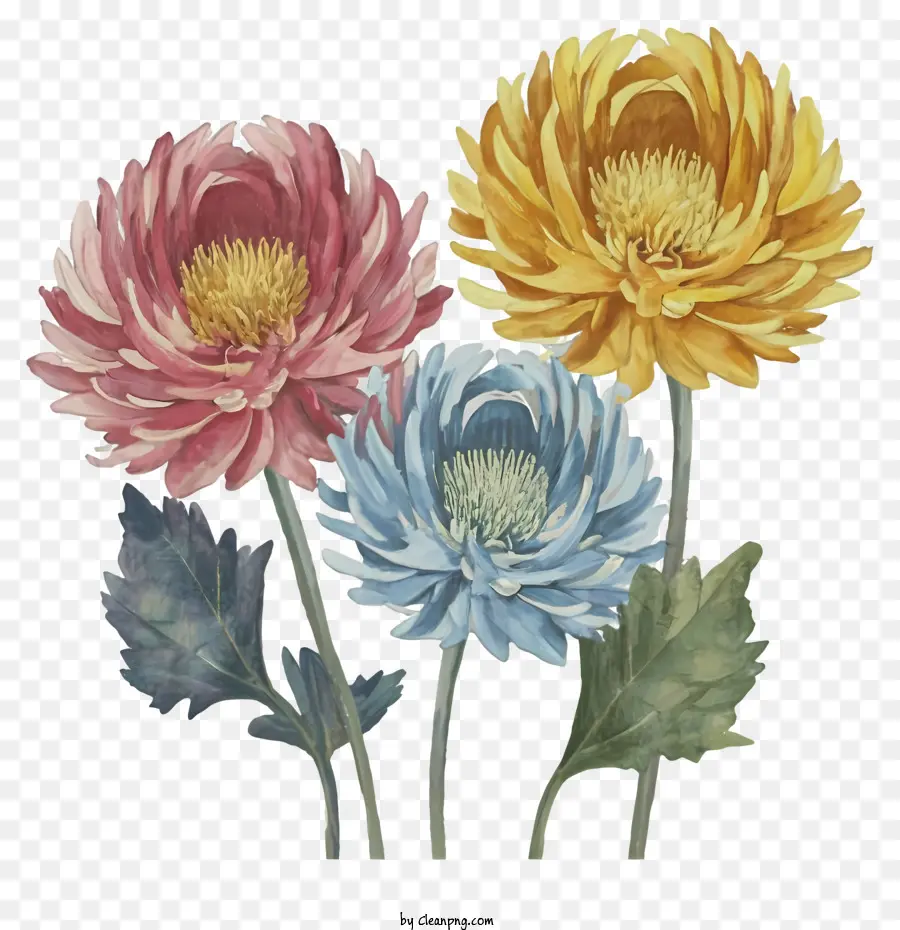 Crisântemos，Cores Das Flores Amarelas PNG