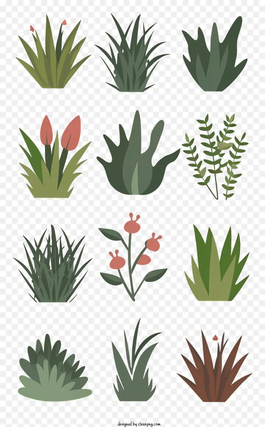 Plantas，Cactos PNG