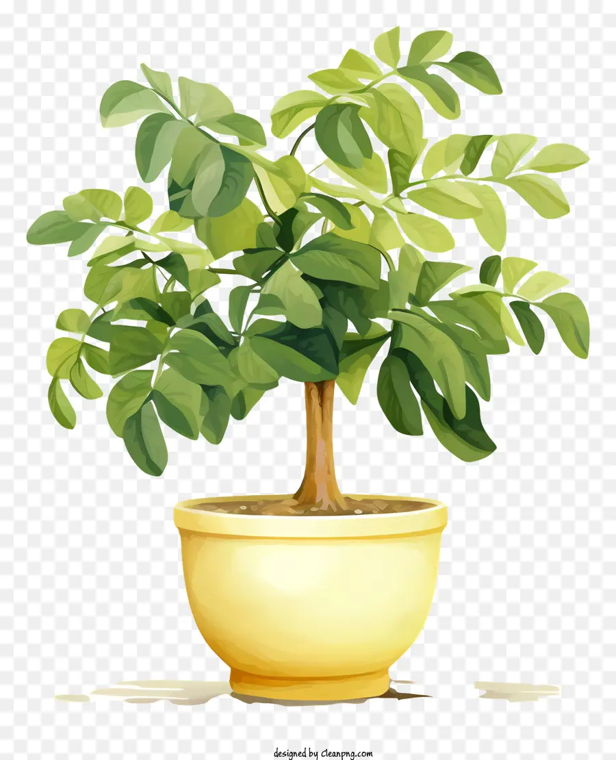 Planta Em Maconha Amarela，Folhas Verdes PNG